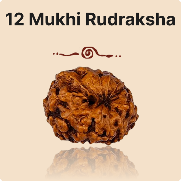12 Mukhi Rudraksha