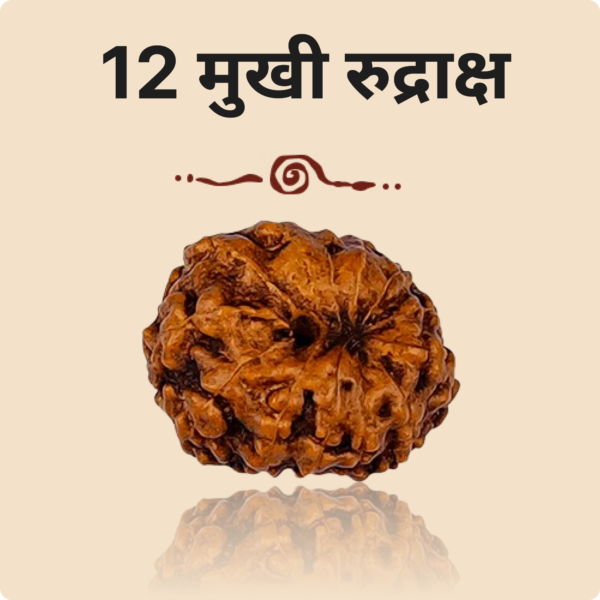 12 Mukhi Rudraksha - Image 2