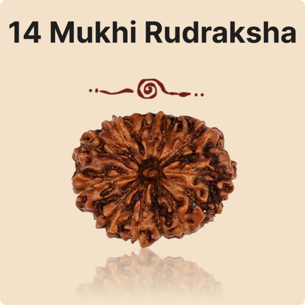 14 Mukhi Rudraksha