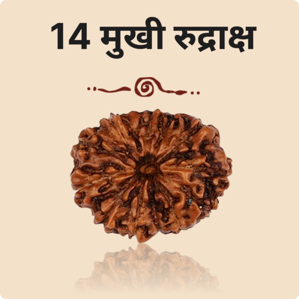 14 Mukhi Rudraksha - Image 2