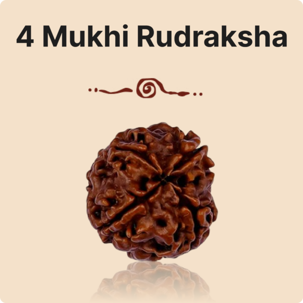 4 Mukhi Rudraksha