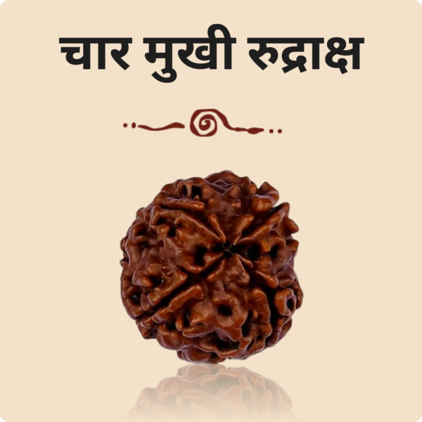 4 Mukhi Rudraksha - Image 2