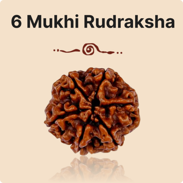 6 Mukhi Rudraksha