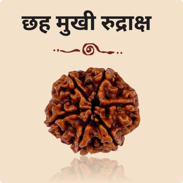 6 Mukhi Rudraksha - Image 2