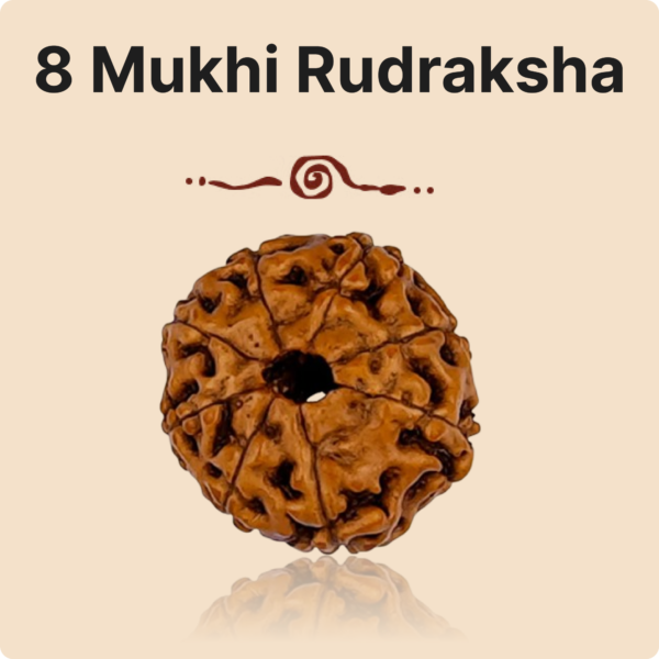 8 Mukhi Rudraksha