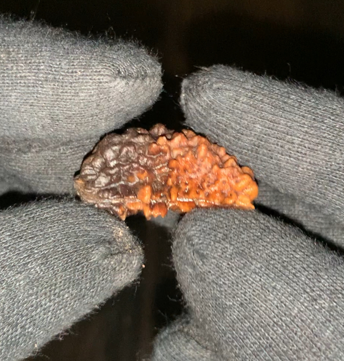 Premium 1 Mukhi Rudraksha - Image 3