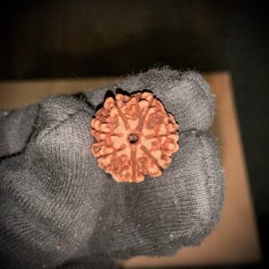 7 Mukhi Rudraksha