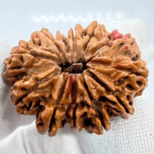 12 Mukhi Rudraksha