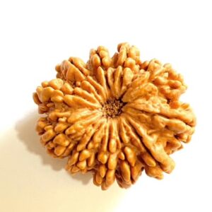 11 Mukhi Rudraksha