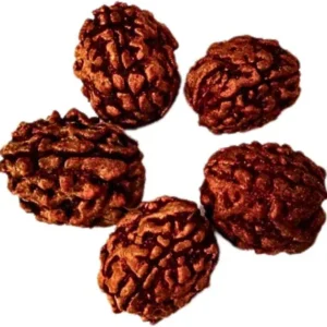 3 Mukhi Rudraksha