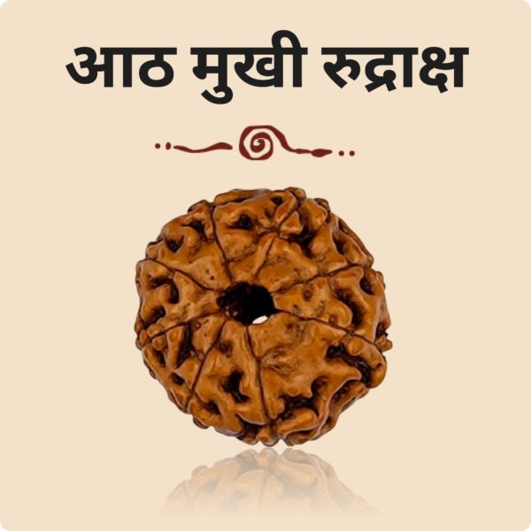 8 Mukhi Rudraksha - Image 2