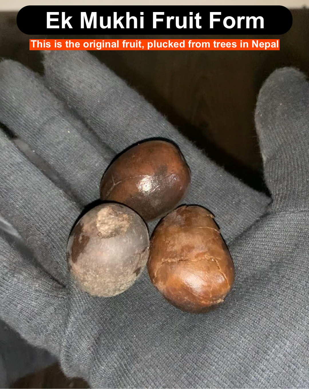 Premium 1 Mukhi Rudraksha - Image 2