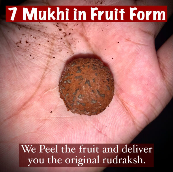 7 Mukhi Rudraksha - Image 2