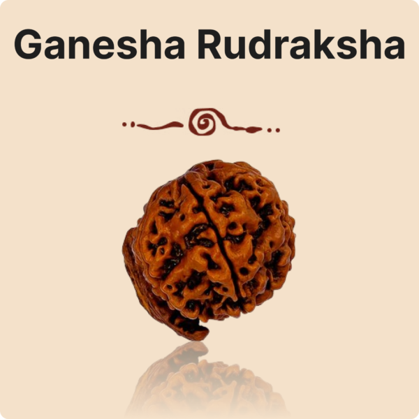 Ganesh Mukhi  Rudraksha