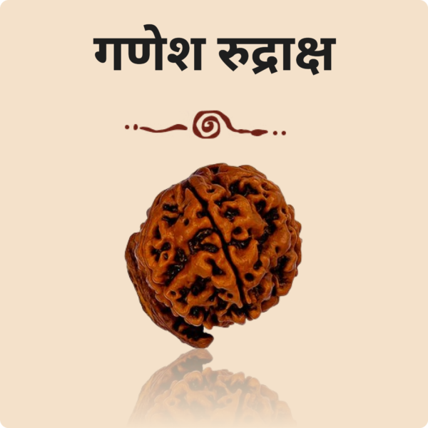 Ganesh Mukhi  Rudraksha - Image 2