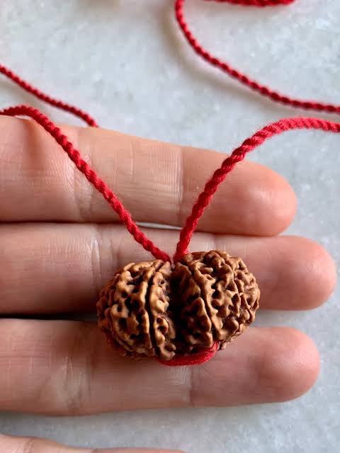 Gauri Shankar Rudraksha - Image 4