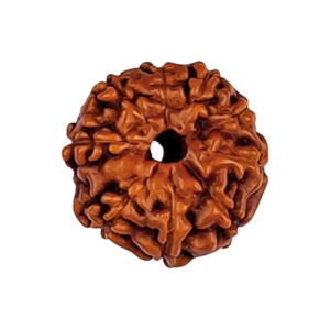 Rudraksha